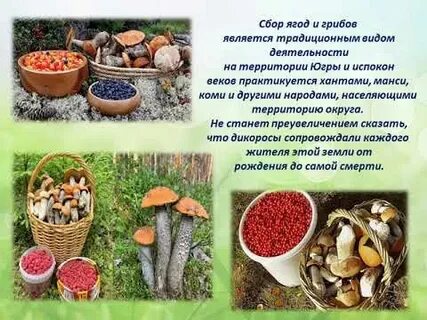 Какие грибы нельзя собирать по закону