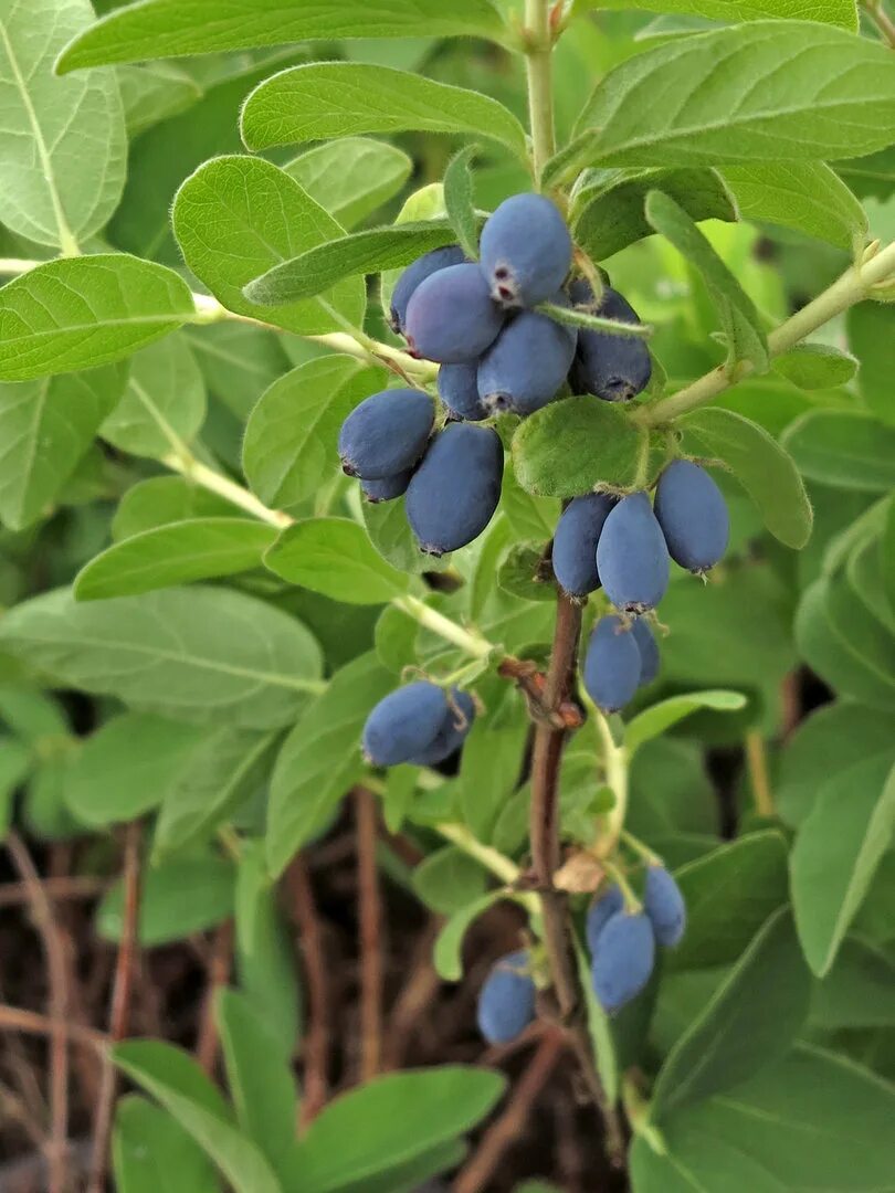 Жимолость Indigo Gem. Lonicera kamtschatica. Жимолость Камчатская Блю вельвет. Жимолость съедобная.