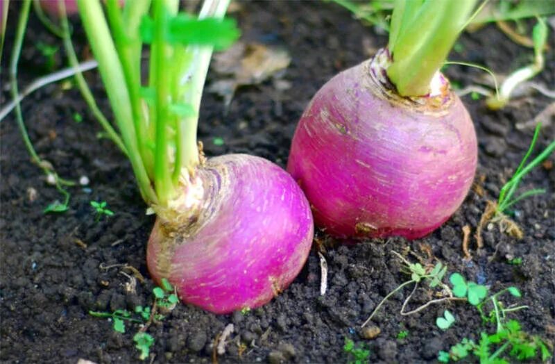 Брюква кормовая куузику. Брюква красносельская выращивание. Брюква brassica napobrassica. Рассада брюквы. Турнепс кормовой.