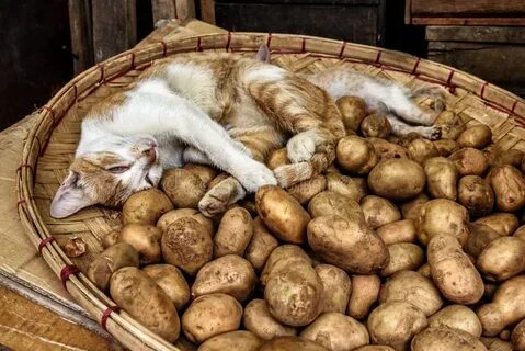 Можно котам картошку вареную