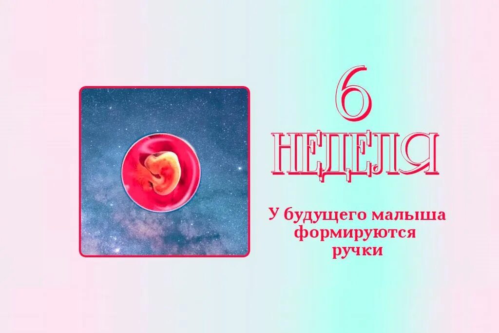 6 недель в минутах. Эмбрион на 6 неделе беременности. Размер эмбриона на 6 неделе.