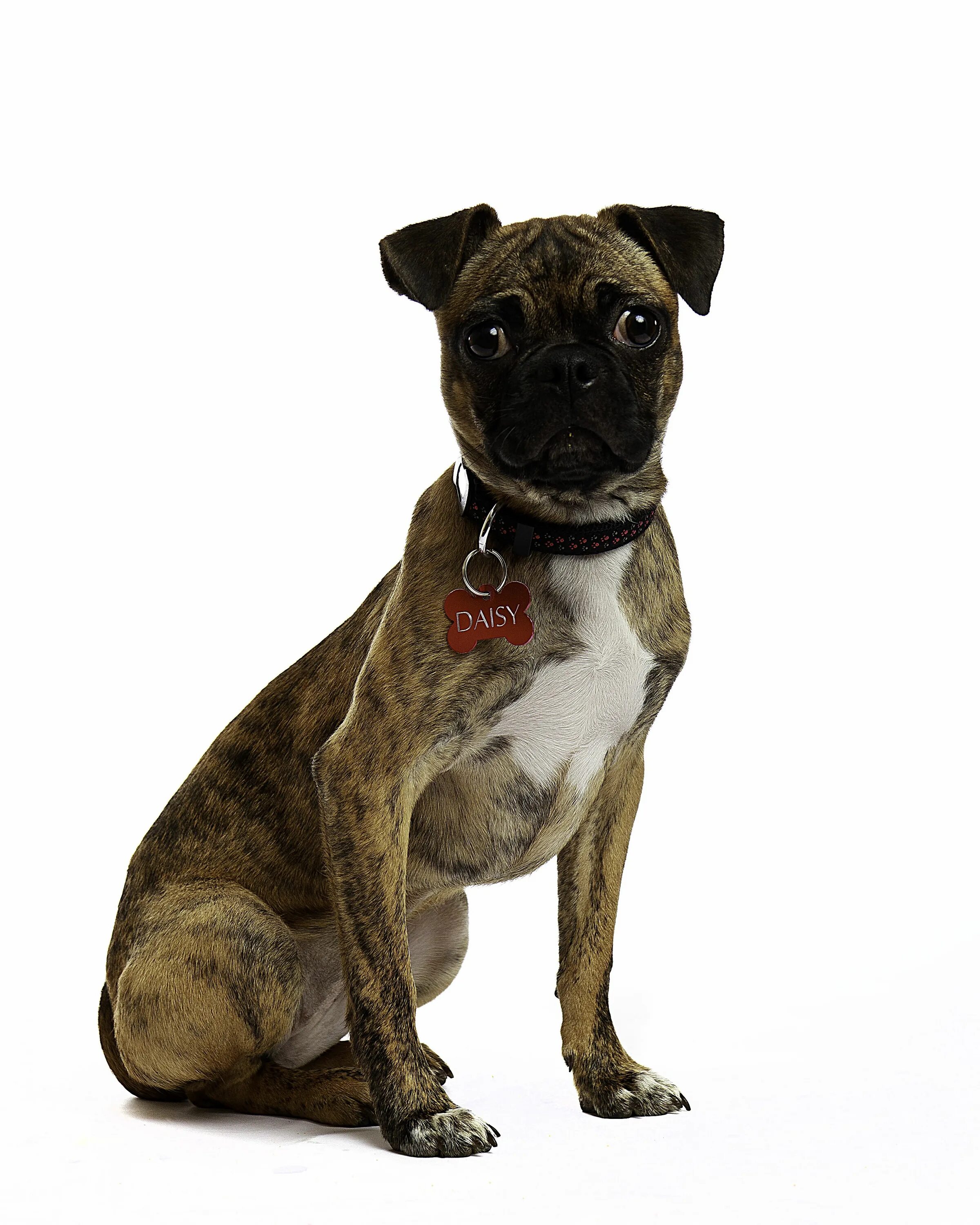 Бостон терьер французский бульдог мопс. Берлинский терьер. Мопс бостон. Смесь бостон терьера и мопса. Бостон терьер и мопс.