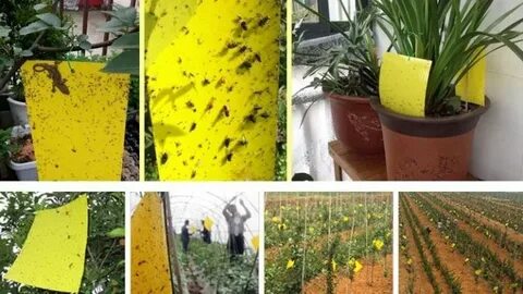 Чем пролить теплицу осенью от белокрылки