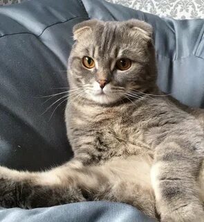 Вислоухий кот дома