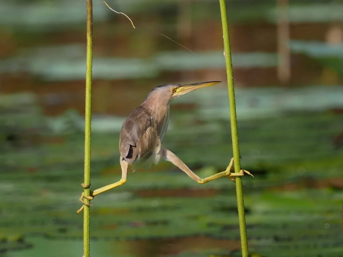 Пьяные птицы. Американская выпь. Птица выпь так блэт. Выпь обыкновенная. Выпь смешная птица.