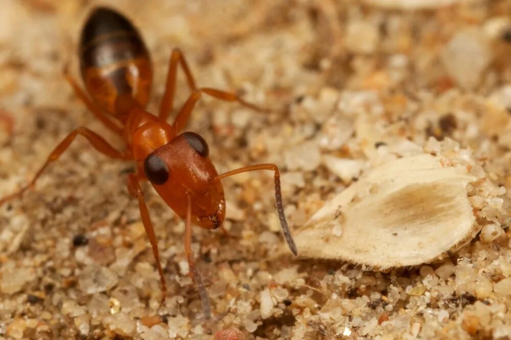 Красный муравей бульдог. Кампонотус. Азиатские муравьи polyrhachis bihamata. Обыкновенный тонкоголовый муравей. Самые опасные муравьи.