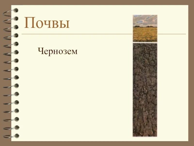 Какая почва преобладает. Черноземные почвы. почва чернозем. тип почвы чернозем. рисунок черноземной почвы.