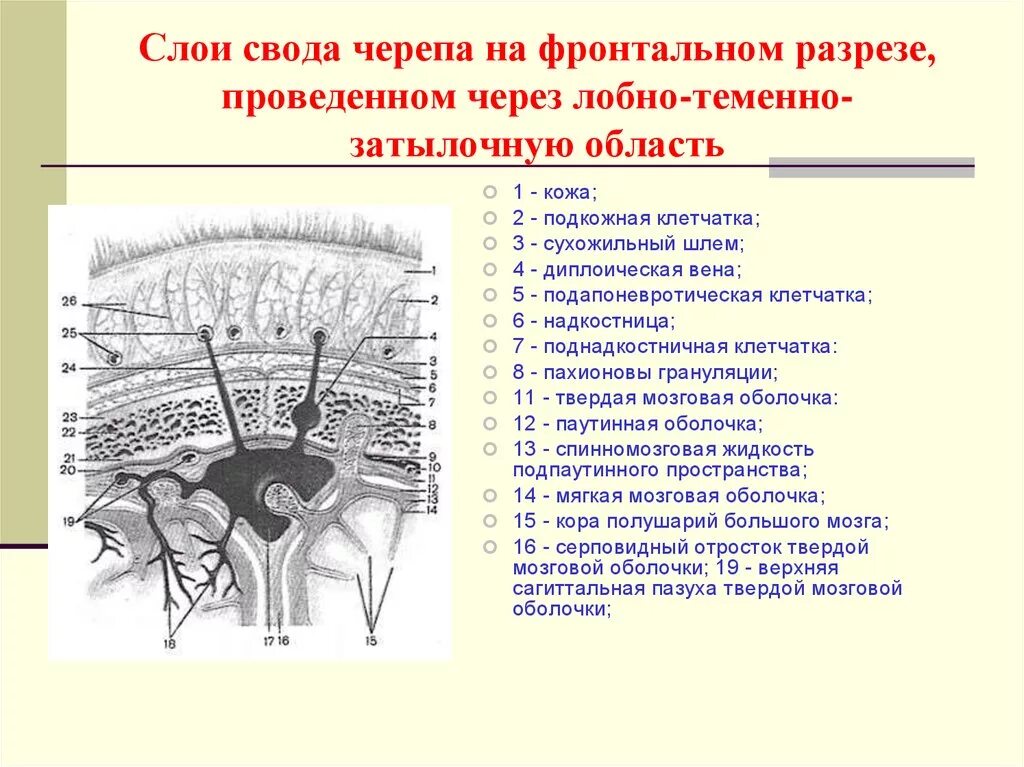 Свод черепа область лобно-теменно-затылочная. Послойное строение лобной, теменной и затылочной областей:. Послойное строение мозгового отдела головы. Послойное строение черепа. Линия свода