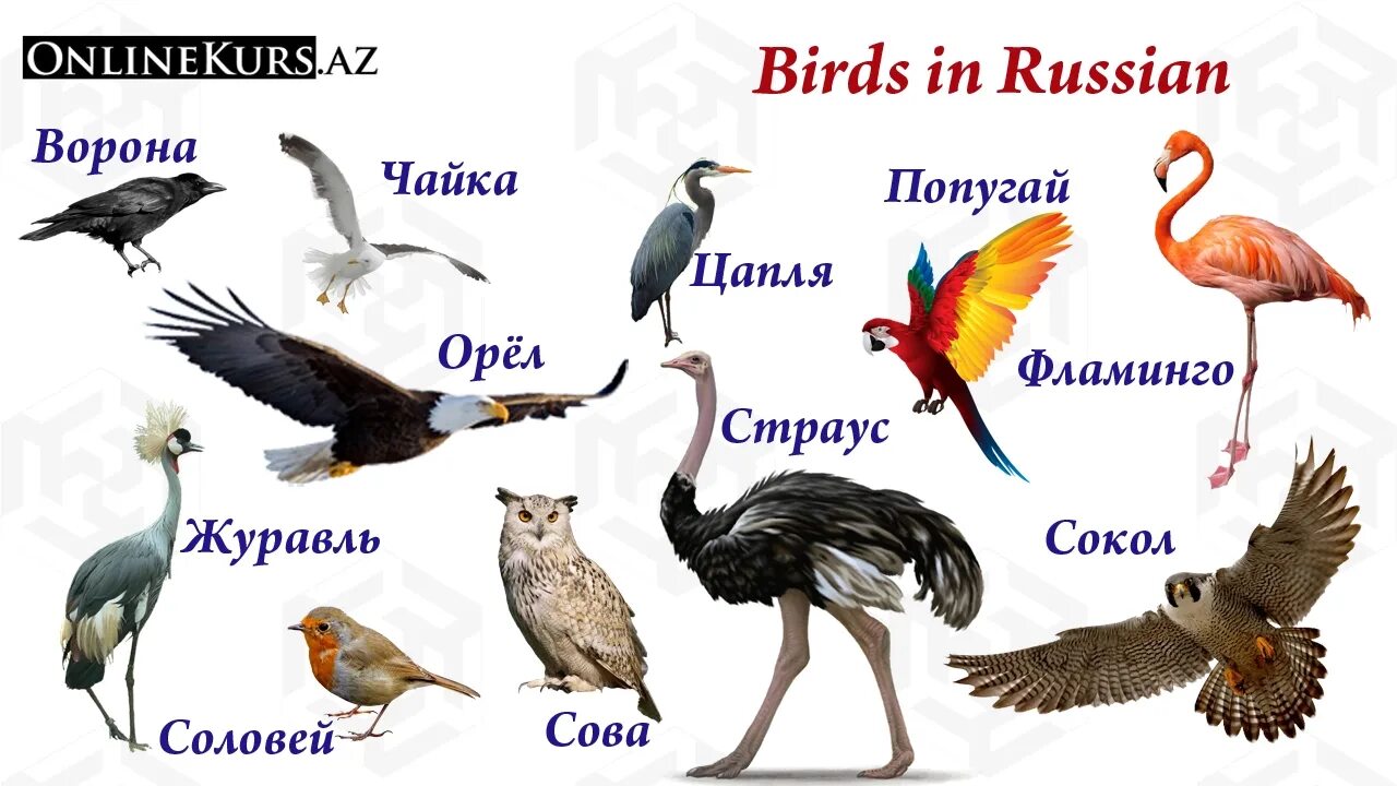 Птицы на английском языке. Турецкие названия птиц. Виды птиц на английском. Красивые названия птиц женского рода. Перевести птиц на английский