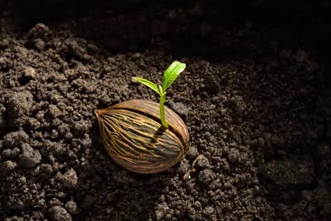 Seed's