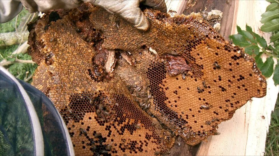 Stickers found by your bees while gathering