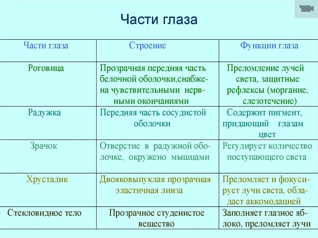 Оболочки глаза человека таблица. Роговица строение и функции таблица. Строение глаза таблица структура строение функции. Особенности строения и функции оболочек глаза. Функции роговой оболочки глаза.