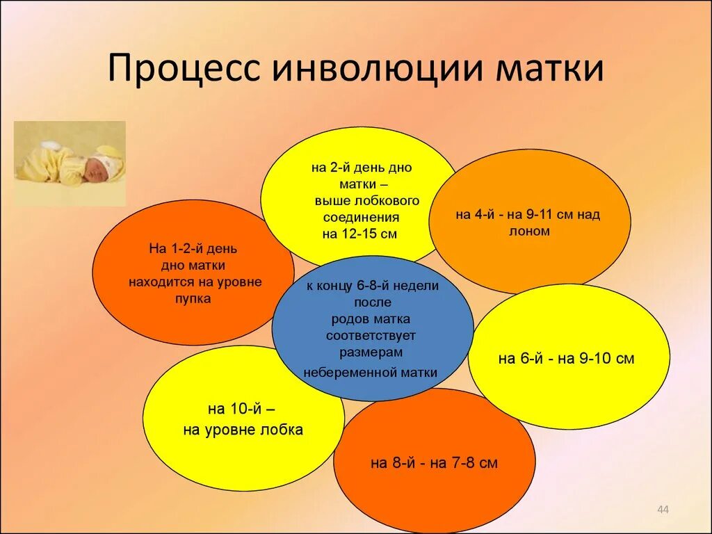 Через сколько после родов матка. Послеродовая инволюция матки. Инволюция матки после родов. Инволюция матки в послеродовом периоде по дням. Послеродовая инволюция матки Продолжительность.