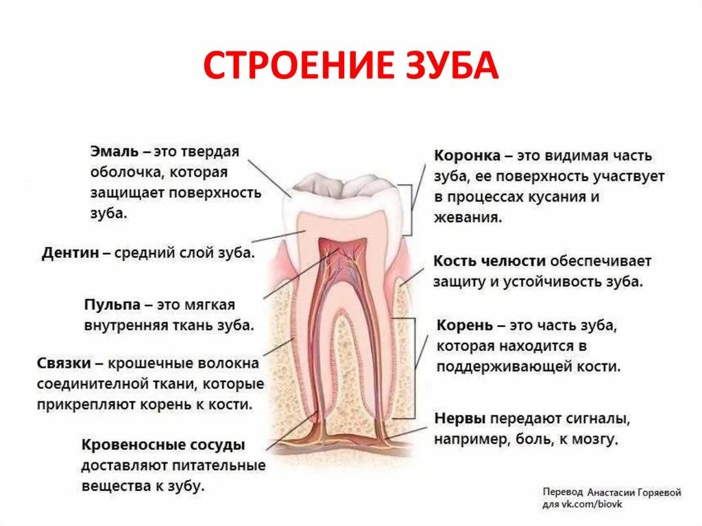 Строение зуба человека схема анатомия. Схема внутреннего строения зуба анатомия. Зубы строение и функции. Строение корня зуба человека. Функции тканей зубов