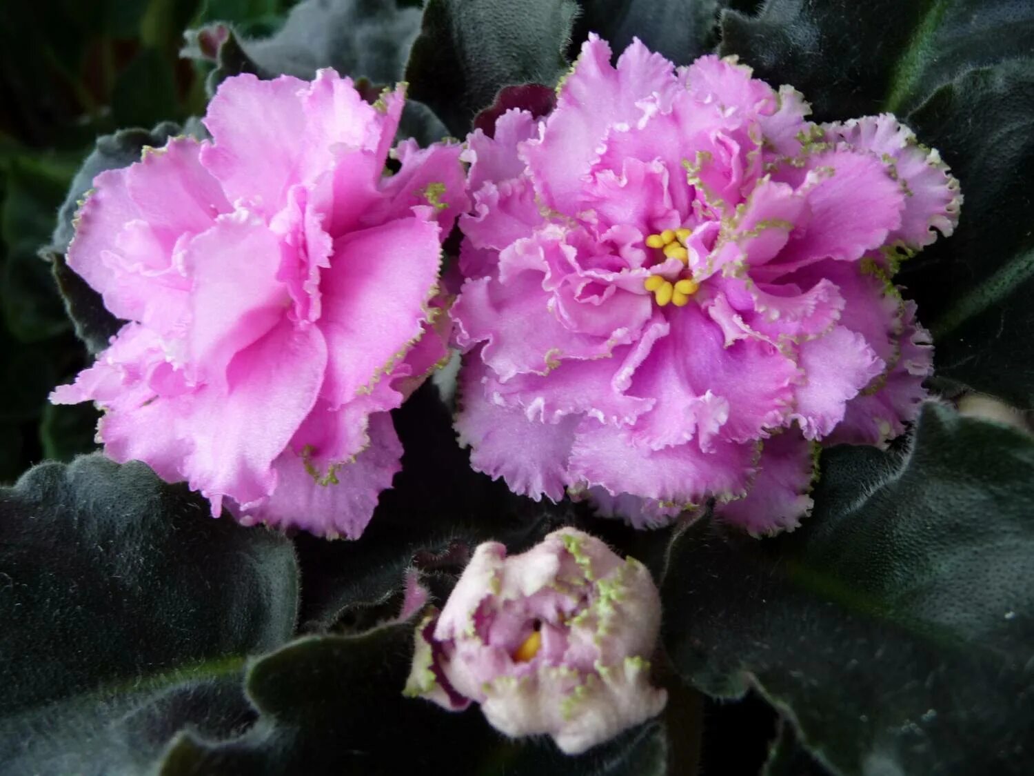 Рм-царица савская. Фиалка ек королева льда. Фиалка королева льда. Фиалки королев. Фиалка королева льда.