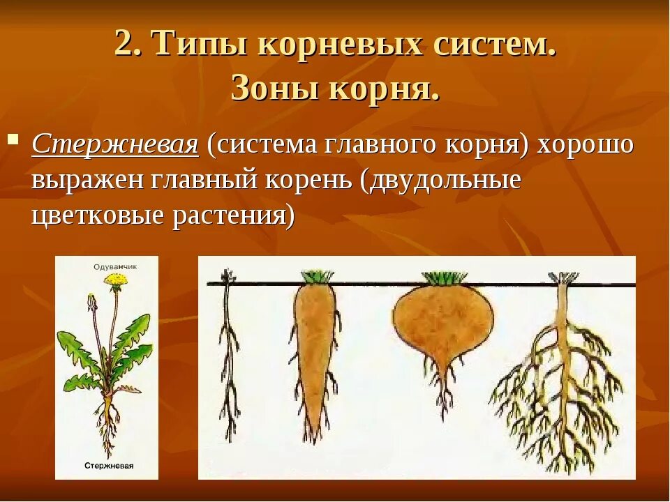 Признаки характерные для стержневой корневой системы. Корневые системы растений 6 класс. Корень виды корневых систем. Стипы Корневы х систем. Типы корневых систем у растений.