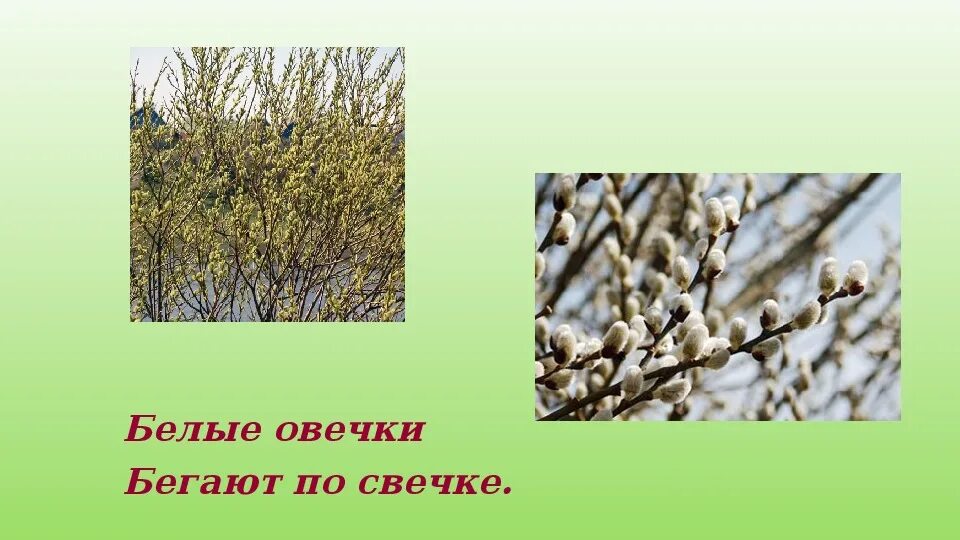 Загадка белые овечки бегают по свечке отгадка. Бегают по свечке. Господь им дал литургию а они со свечками бегают. Бег в парке летом. Верба и ива разница.
