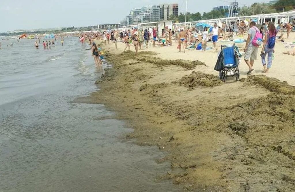 Почему в анапе холодное море. Камка в анапе 2025. черное море цветет анапа. анапа цветет море 2025. анапа 2025 год.