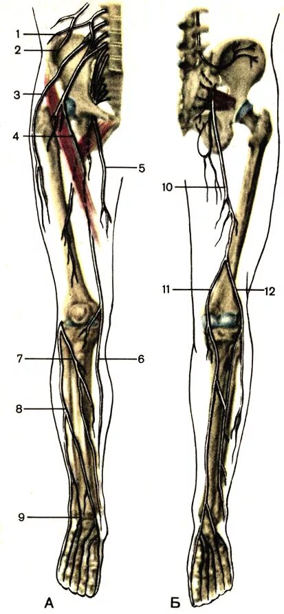 Нервы ноги. Иннервация нижней конечности анатомия. Нервы нижней конечности анатомия. Крестцовое сплетение нервы нижней конечности. Нервная система нижних конечностей человека.