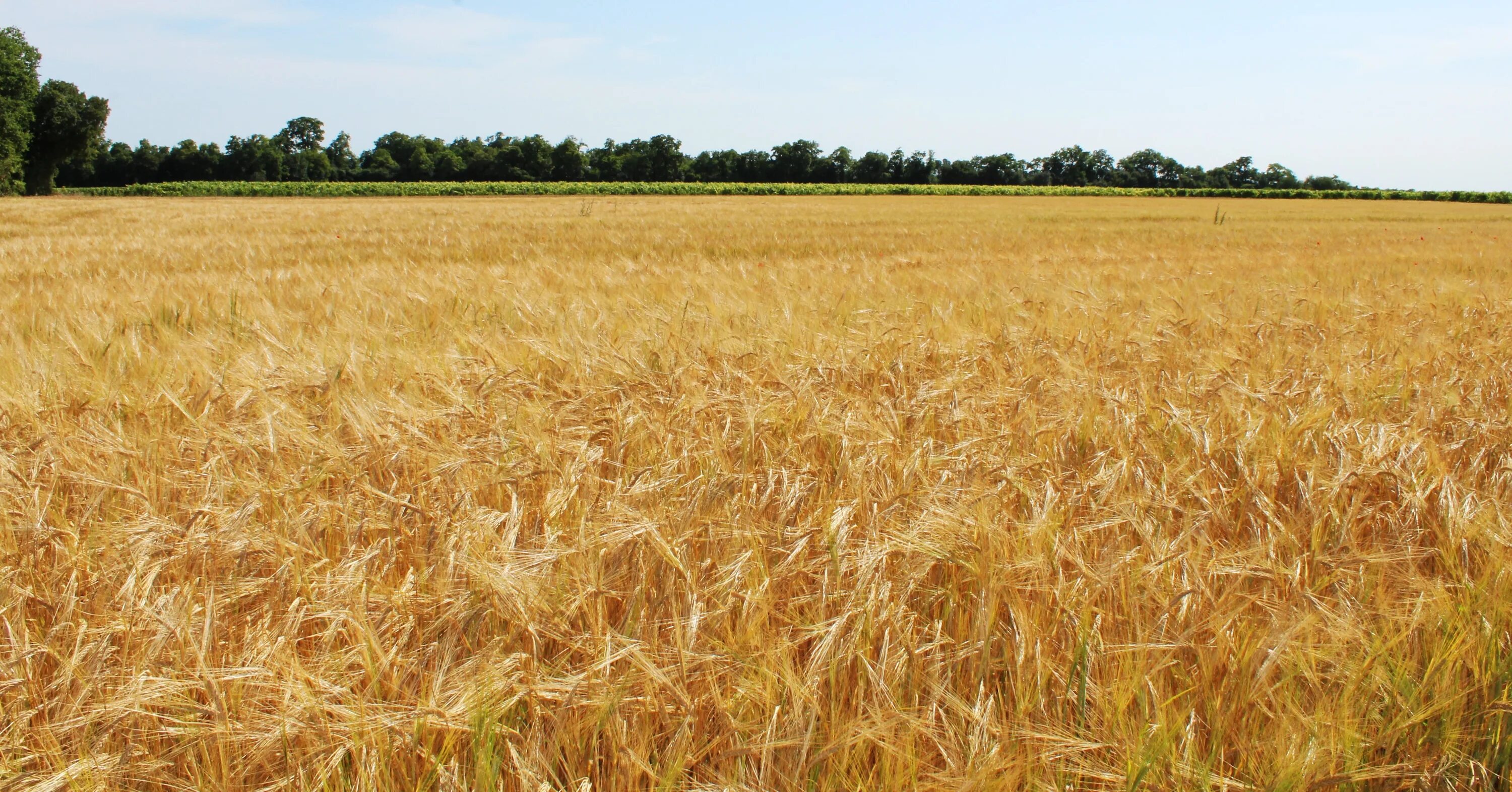 Field like