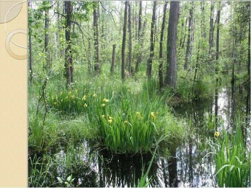 Какие организмы составляют болото. Экосистема болота. Экосистема болота фото. Нарушенная экосистема болото. Экосистема болото увртинуи.