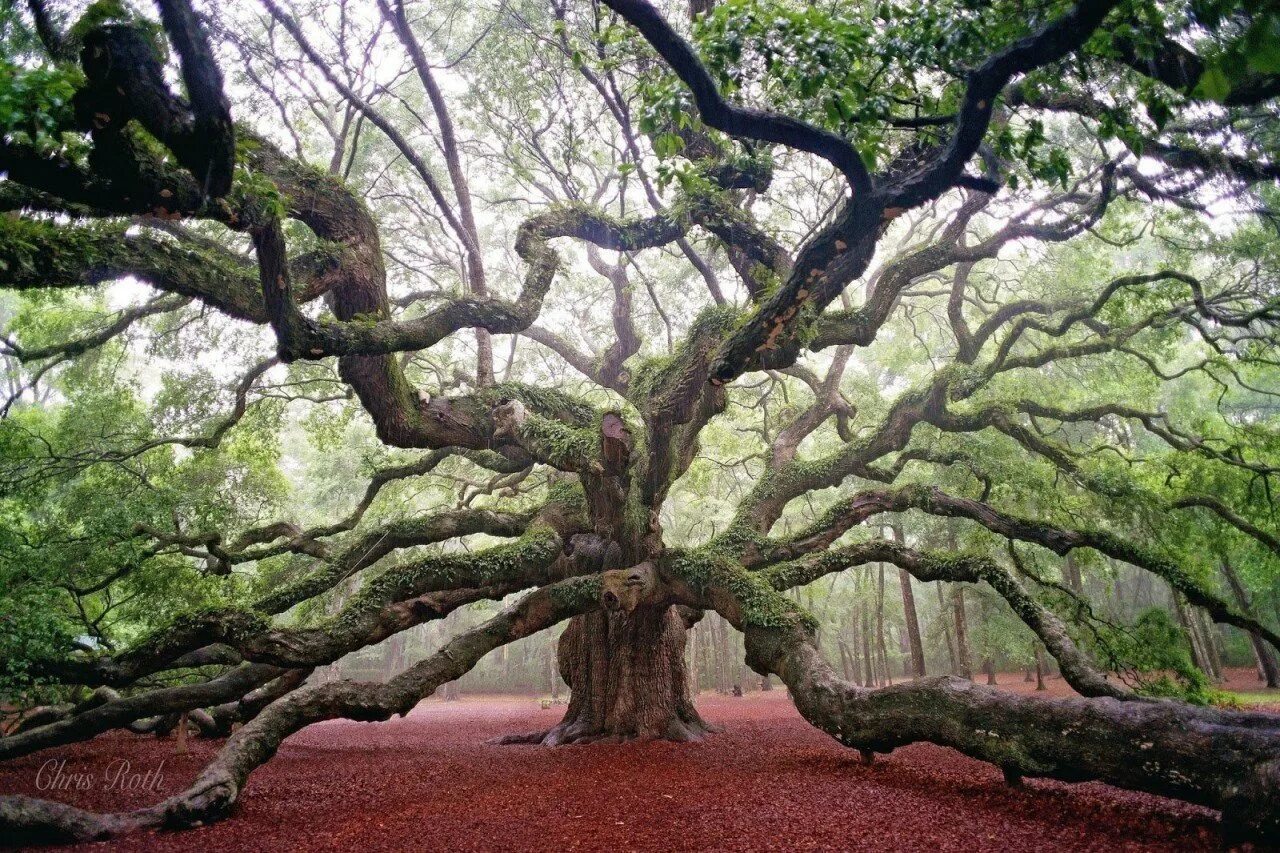 Дерево ис. Дуб парк Фредвилл, Нонингтон, Великобритания. Картас Южный дерево. ЛИМУЗЕНСКИЙ дуб.