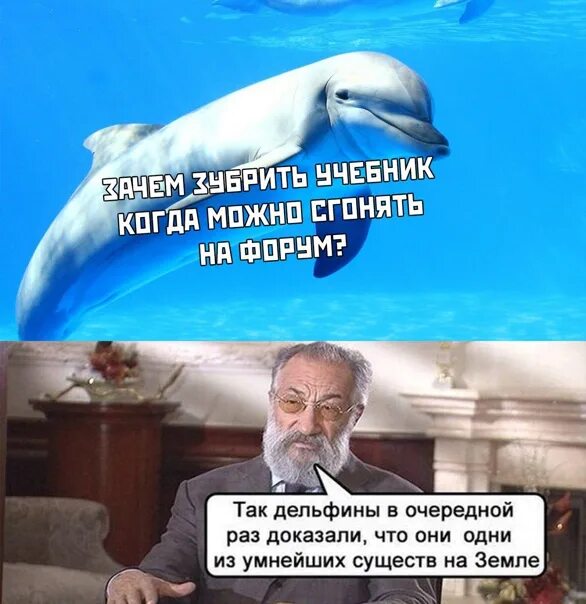 В очередной раз доказал. В очередной раз дельфины. Так дельфины доказали. Мем дельфины в очередной раз доказали. Так в очередной раз дельфины.