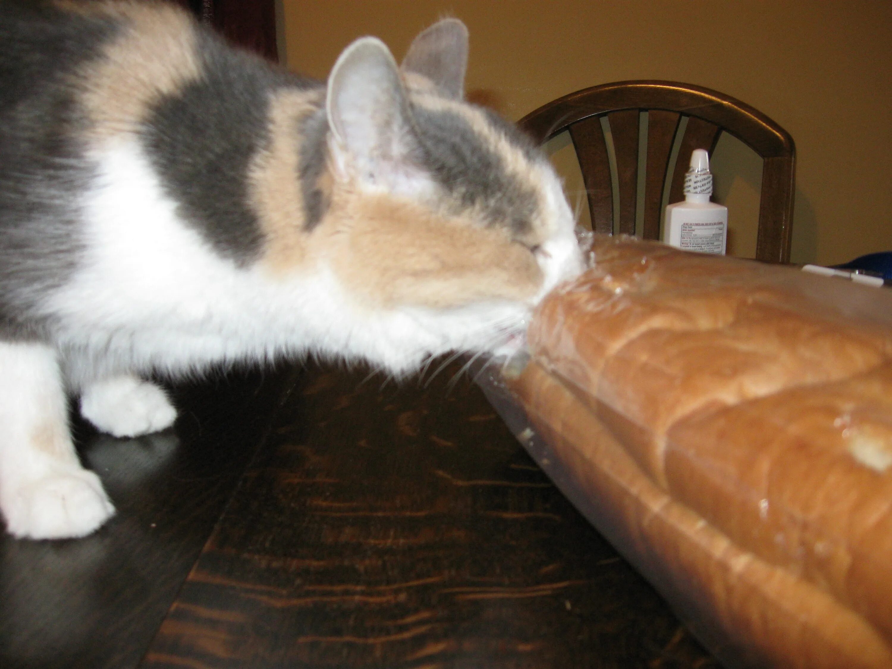 Кот батон. Котенок булочка. Котик ест хлеб. Котик ест булочку. Кот булочка