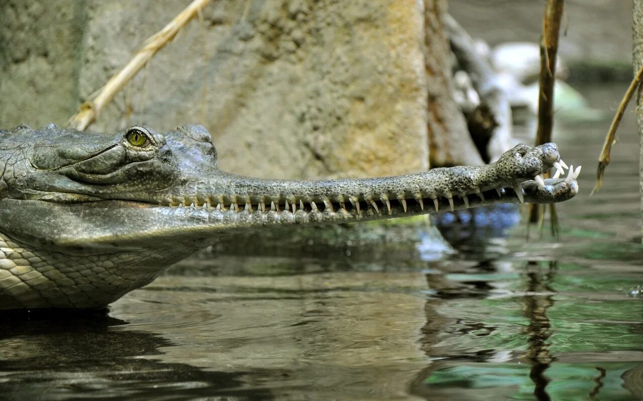 Длинномордый крокодил. Гавиал питается. Гавиал крокодил. Крокодил с очень длинным рылом. Крокодил с узкой мордой.
