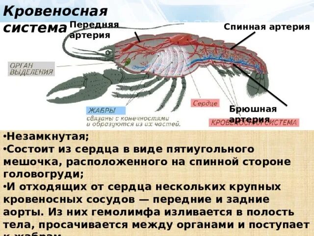 Незамкнутая кровеносная система. Не замкнутая кровеносная система у. Кровеносная система ракообразных. Органы головогруди у ракообразных. Незамкнутая кровеносная система представители