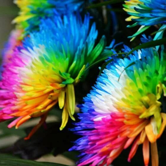 Chrysanthemum Rainbow Flower Stock Photo - Image of multicolor, nature: 88436880