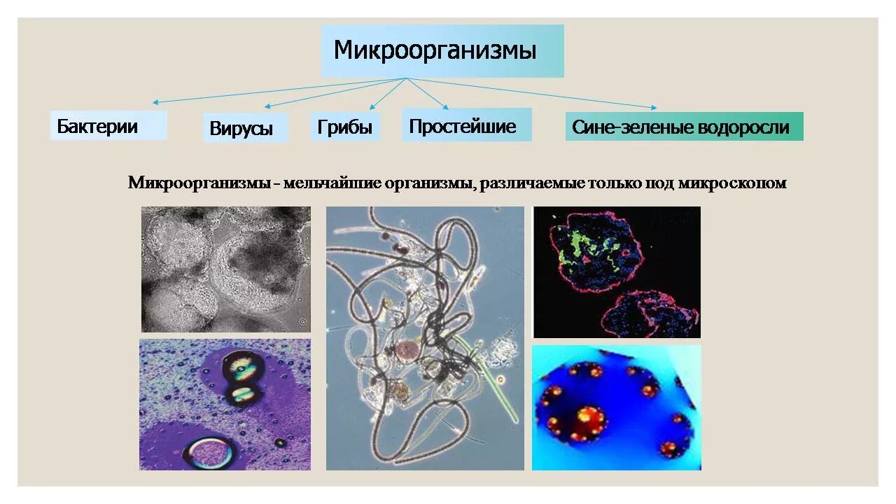 Классификация микроорганизмов и вирусов. Бактерии вирусы грибы. Бактерии вирусы простейшие. Микроорганизмы бактерии вирусы грибы простейшие.