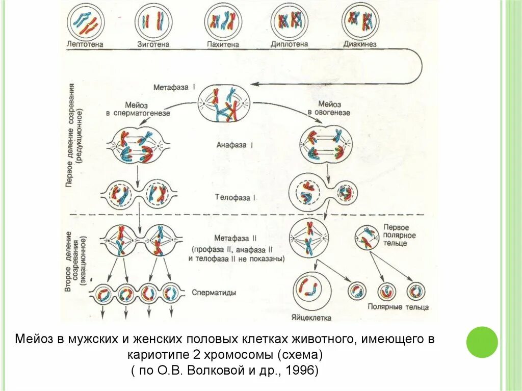 Мейоз наборы хромосом по фазам. Мейоз схема с хромосомным набором. Хромосомный набор мейоз 2 по фазам. Мейоз схема по фазам с набором хромосом. Набор хромосом материнской клетки мейоз