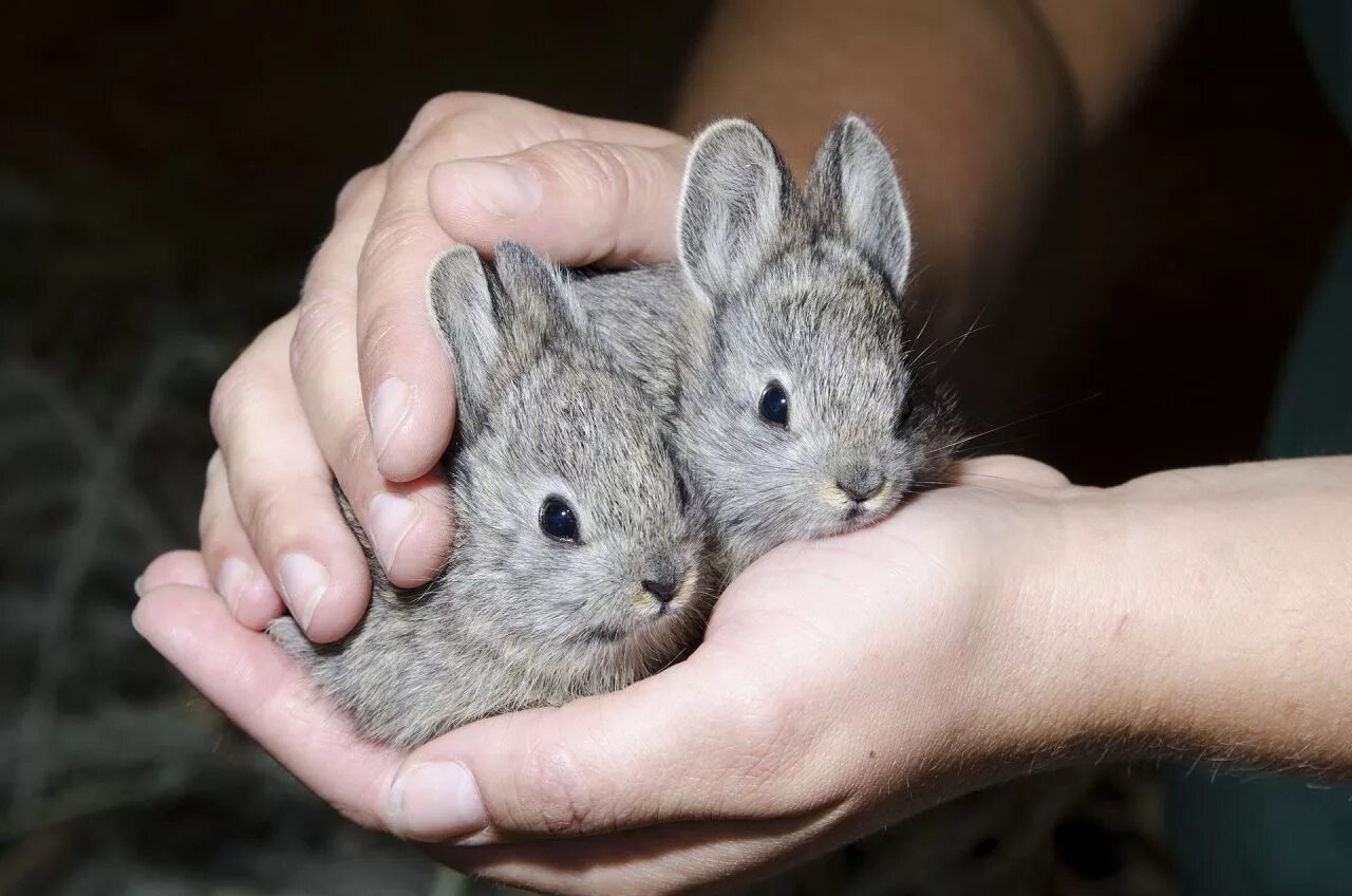 Айдахский кролик. Айдахский кролик Пигмей. Columbia basin Pygmy Rabbit. Маленький кролик Пигмей самый.