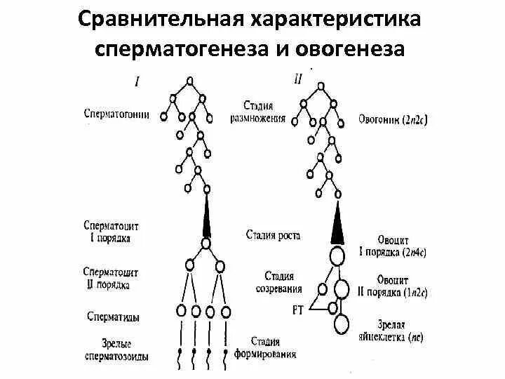 Сперматогенез и оогенез таблица. Сравнительная таблица сперматогенеза и овогенеза. Характеристика процессов овогенеза и сперматогенеза. Сравнительная таблица сперматогенеза и оогенеза.