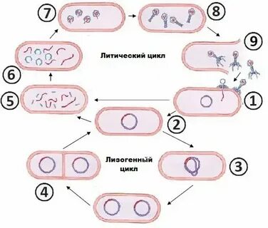 Литический цикл бактериофага