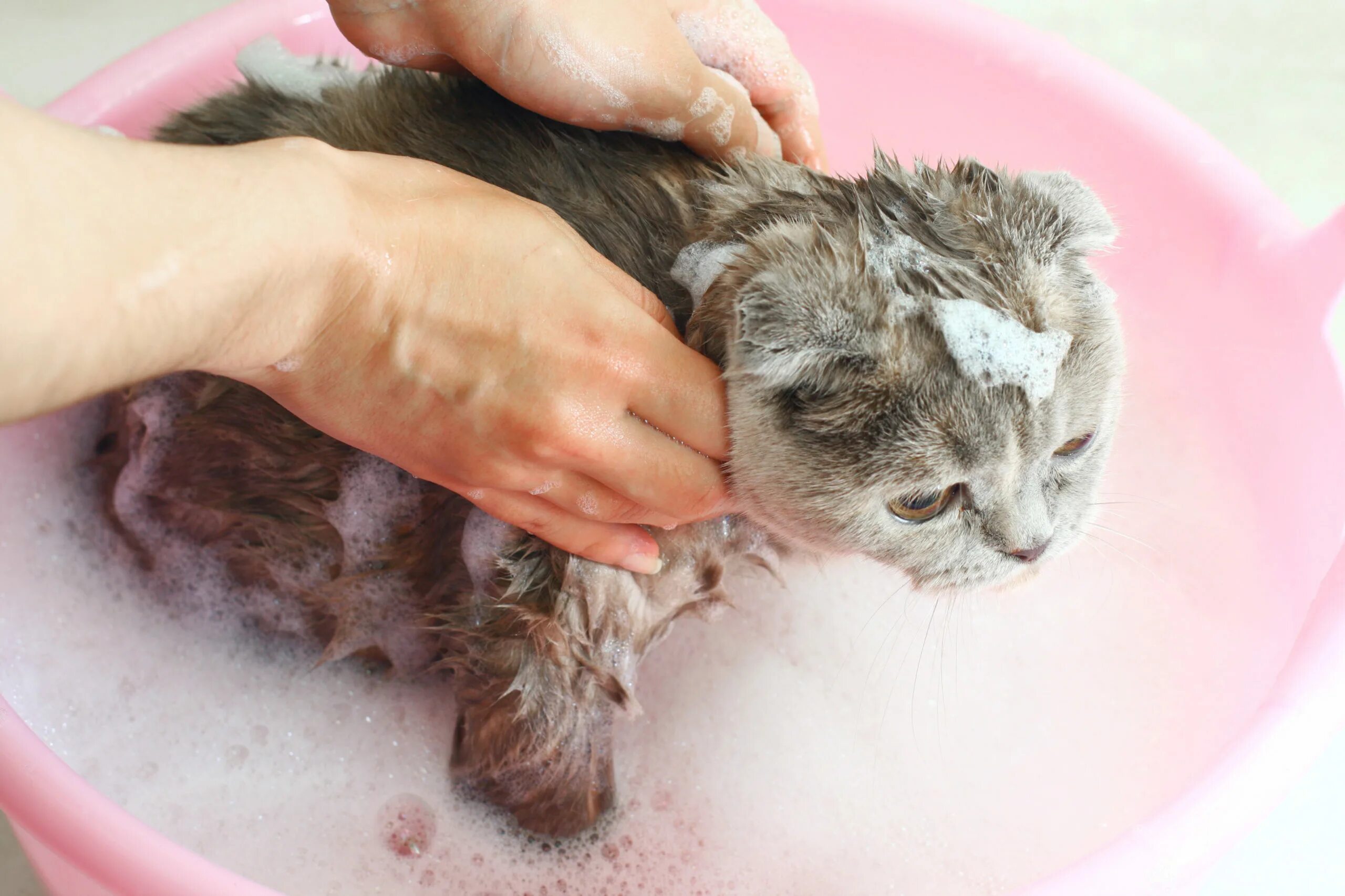 Мытье шерсти. Кошку моют. Купание кошки. Кота купают. Вымытый кот.