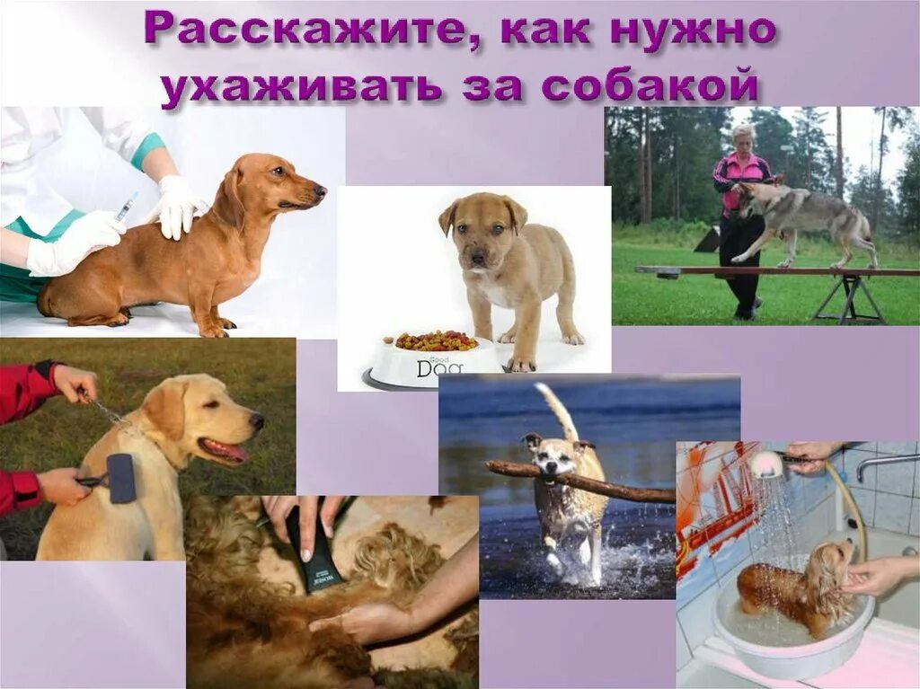 Как надо ухаживать за животными. Как ухаживать за собакой. какухажэватьзасабаками. как ухаживать за собакой картинки. как ухаживать засабаками.