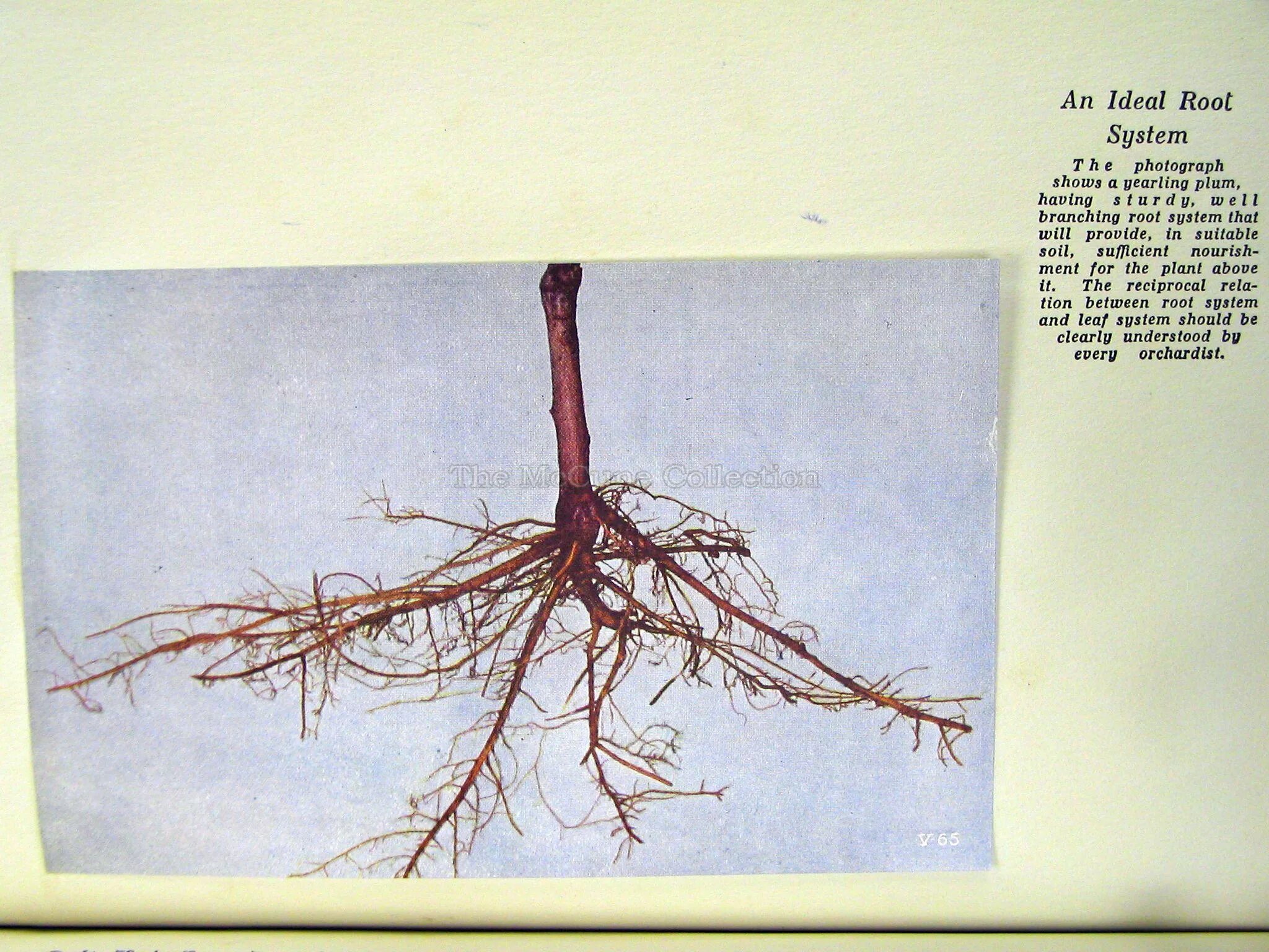Above root