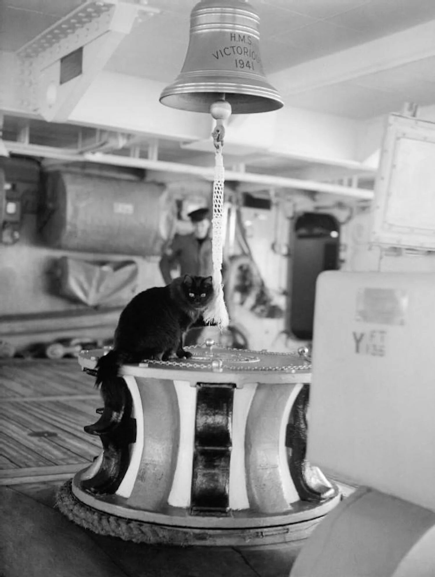 Корабельный кот. Склянки на корабле. Корабельный кот фото. Картина Корабельный кот.