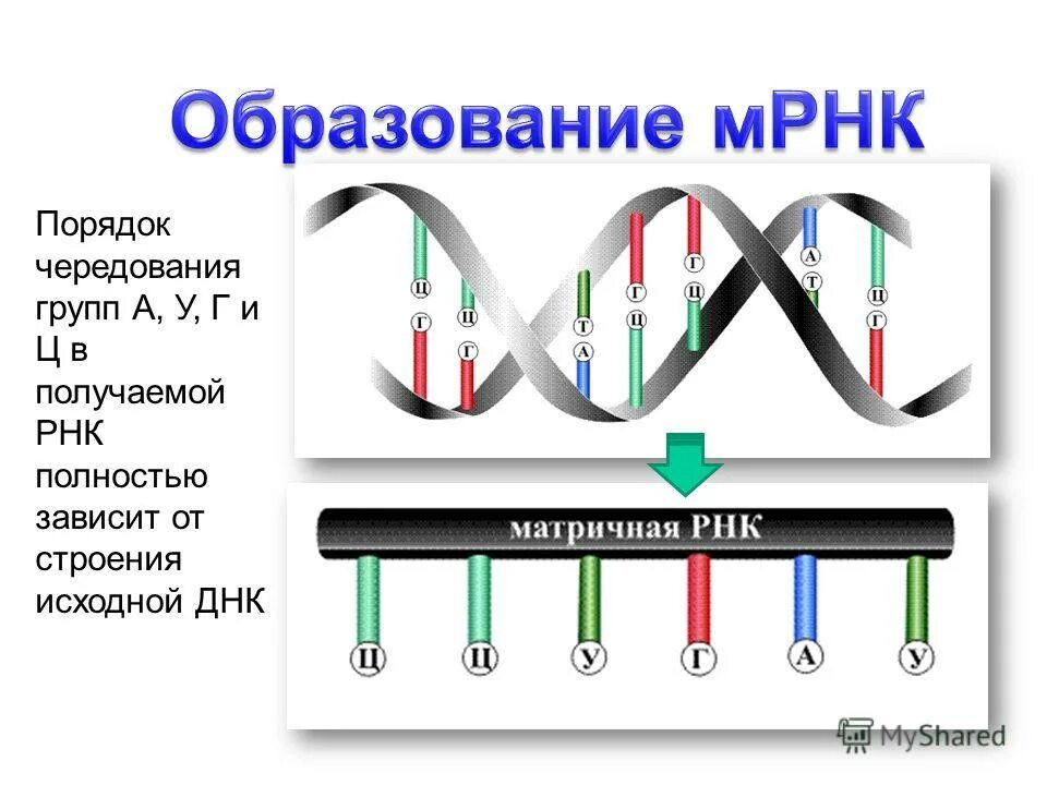 Рнк а г ц. Матричная рнк схема. матричная рнк строение. образование и-рнк по матрице днк. транскрипция мрнк.
