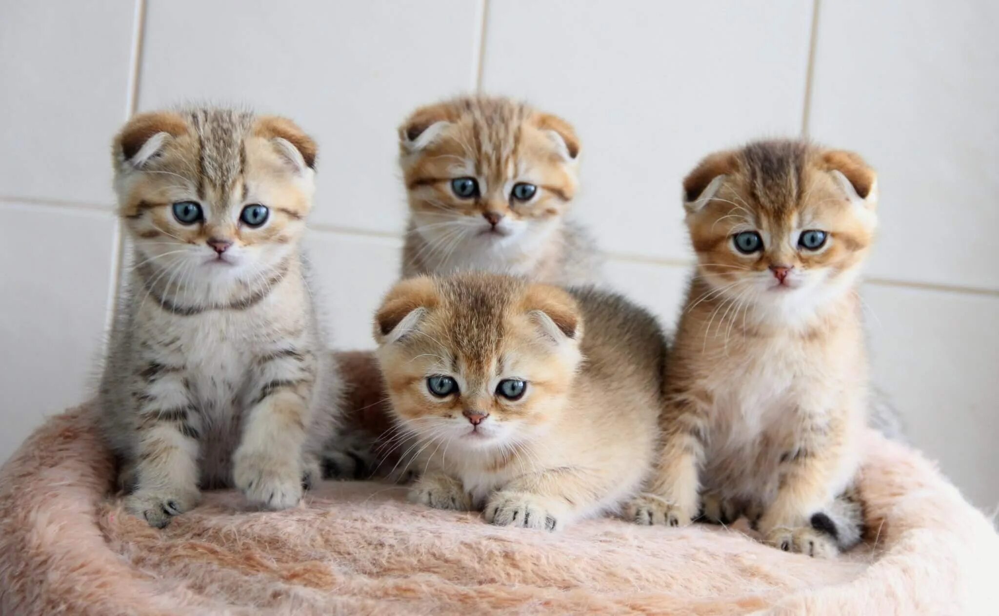Шотландская вислоухая кошка сколько котят котят. Скоттиш фолд котята. шотландские вислоухие котята. вислоухие котята шотландцы. скоттиш-фолд шотландская золотая.