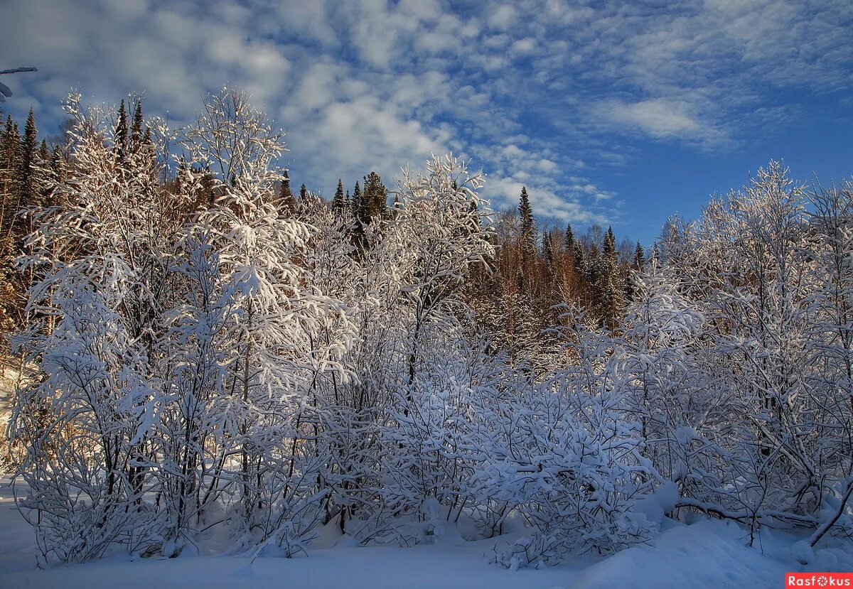 Тест природа сибири. Зима в Сибири. Зимняя природа Кузбасса. Бескрайний лес Сибири зимой. Зима в лесу Кузбасса.