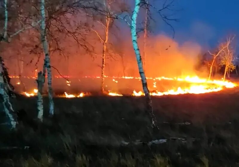 В атмосфере снова сгораю. Лесные пожары в Омской области 2023. Пожар в лесу. Лесные пожары в Омской области. Горящие леса.