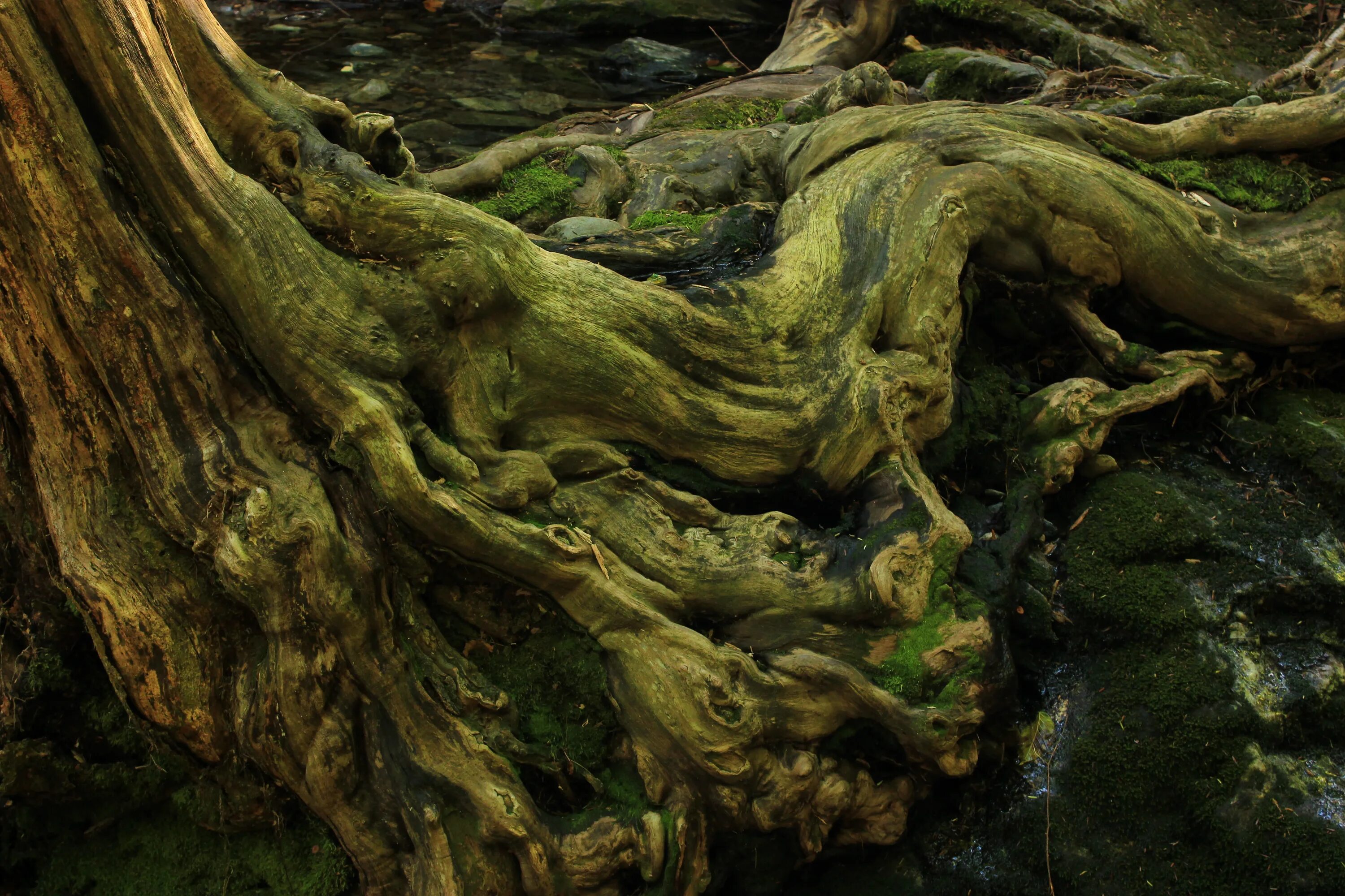 Мшистый лес Малайзия. Эбеновое дерево Коста Рика. Корни деревьев в лесу. Корни деревьев во мху. Коряга дуб