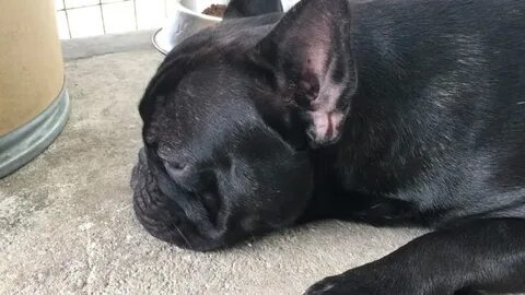 Аллергия у французского бульдога