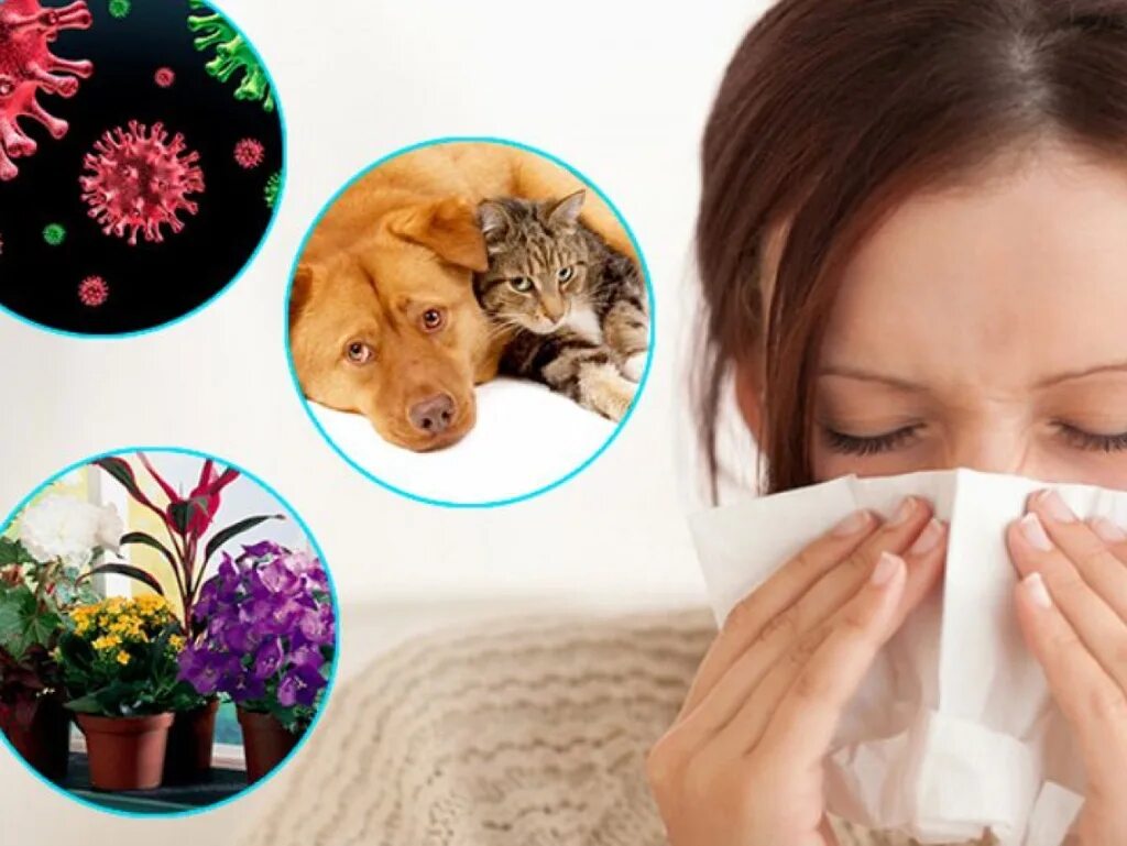 Домашняя пыль immunocap. Аллергены. бытовые аллергены картинки. домашняя пыль аллерген.