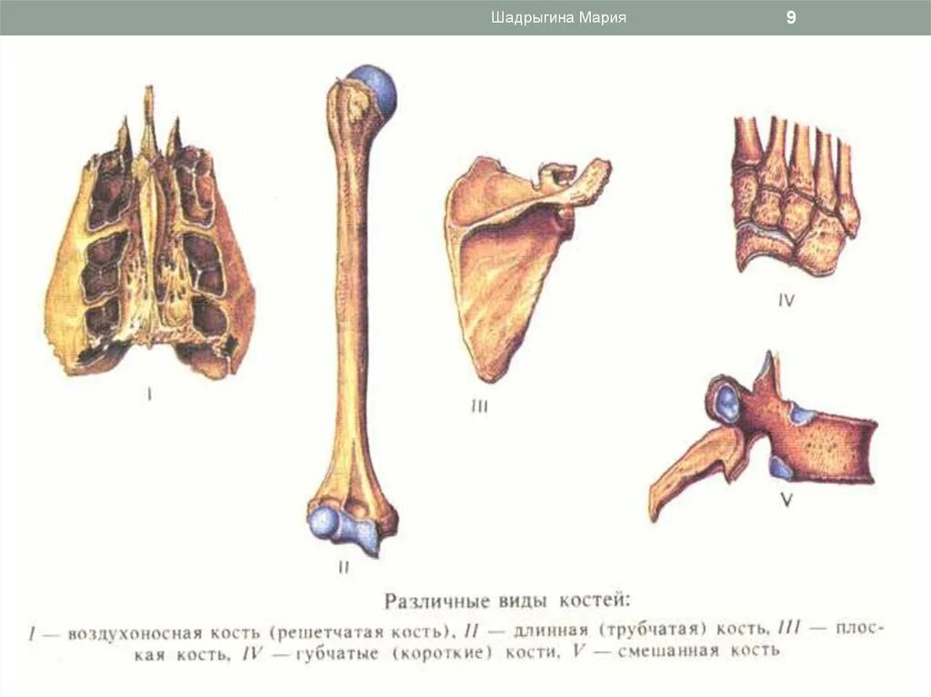 Типы костей человека 8 класс биология. Типы костей 8 класс. Таблица строение кости биология 8 класс. Типы костей 8 класс. Виды костей таблица 8 класс.