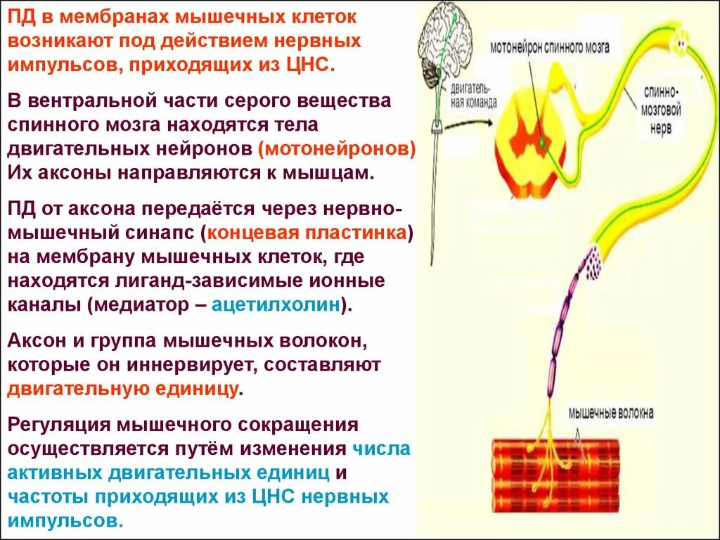 Нервный Импульс. Проведение нервного импульса в ЦНС. Передают нервные импульсы в ЦНС. Передача нервного импульса к мышцам.