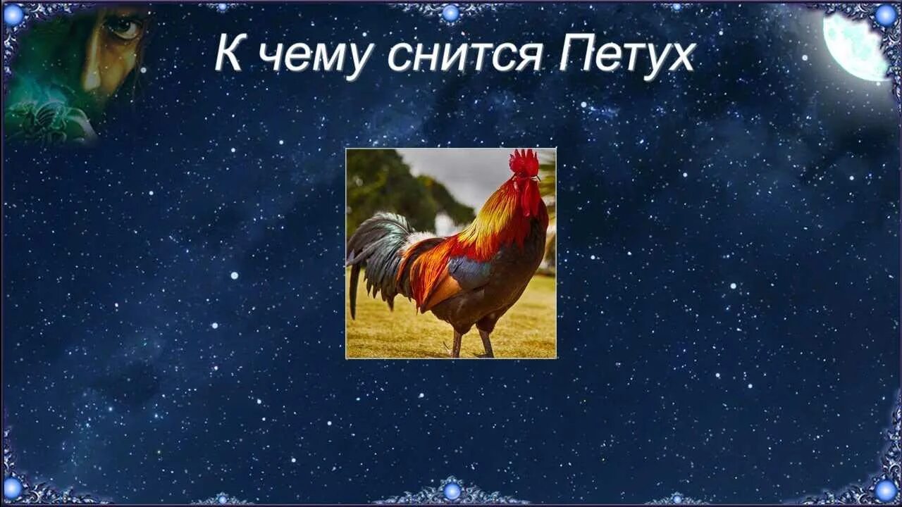 К чему снится петух. Что означает сон петух. Что означает сон петух. Петух спит. Сонник петух.